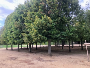 Scores of trees were planted at Versailles. Originally comprising mainly linden and chestnut trees from nearby forests, it has expanded over the centuries to include more rare trees such as the American tulip tree and Virginian juniper, the Japanese Pagoda tree, the Chinese catalpa, and the giant sequoia.