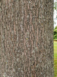 The bark on the straight, erect trunk of a pin oak is relatively smooth. Shallow fissures develop as it matures, creating a distinctive diamond-like pattern running longitudinally on the trunk with a reddish-brown color in the crevices.