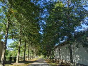 The pin oak allée is the first allée guests see when entering my farm. These trees are tall and impressive. Pin oaks, Quercus palustris, are popular landscape trees because they are fast-growing and easy to maintain.