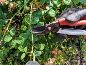 Pruners are among the most essential tools here at my Bedford, New York farm. Pruners, or secateurs, are used for grooming all the garden specimens. Their primary purpose is to remove dead, diseased, or damaged stems, and branches from plants and bushes.