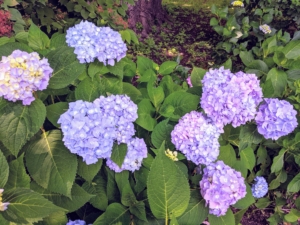 Most hydrangeas are shrubs, but some are small trees. They can be either deciduous or evergreen, though the widely cultivated temperate species are all deciduous.