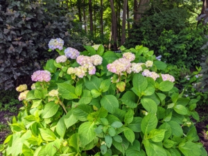 The secret to the hydrangea’s color is in the soil, or more specifically, the soil’s pH level. Adjusting the measure of acidity or alkalinity in the soil can influence the color of the hydrangea blossoms. Acidic soils tend to deepen blue shades, while alkaline environments tend to brighten pinks.