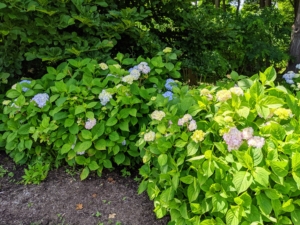 All the hydrangeas are doing well. Hydrangeas love the warm morning sun, but they dislike the heat of the afternoon, so this is the most ideal location.