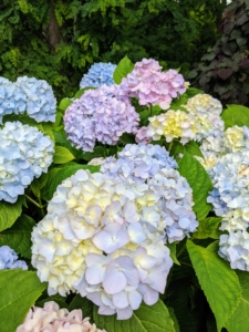Hydrangeas are long-lived, and extremely vigorous specimens that offer lavish and varied blooms. The most common garden hydrangea shrub is the bigleaf mophead variety, Hydrangea macrophylla. The name hydrangea originates from two Greek words – “hydro” meaning “water” and “angeion” meaning “vessel” or “container.” Together, the rough translation is “water vessel” which refers to their exceptional thirst for water.