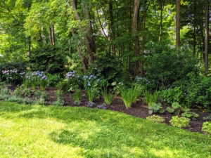 In 2020, I decided it was time to expand this border, so we planted a selection of perennials I knew would do well in this location with sunny mornings and shady afternoons.