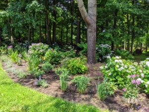 It's developed nicely over the years, but my head gardener, Ryan McCallister, and I keep an eye on it and supplement it with other plantings to fill in any voids. This area also includes other perennial specimens that do well in afternoon shade.