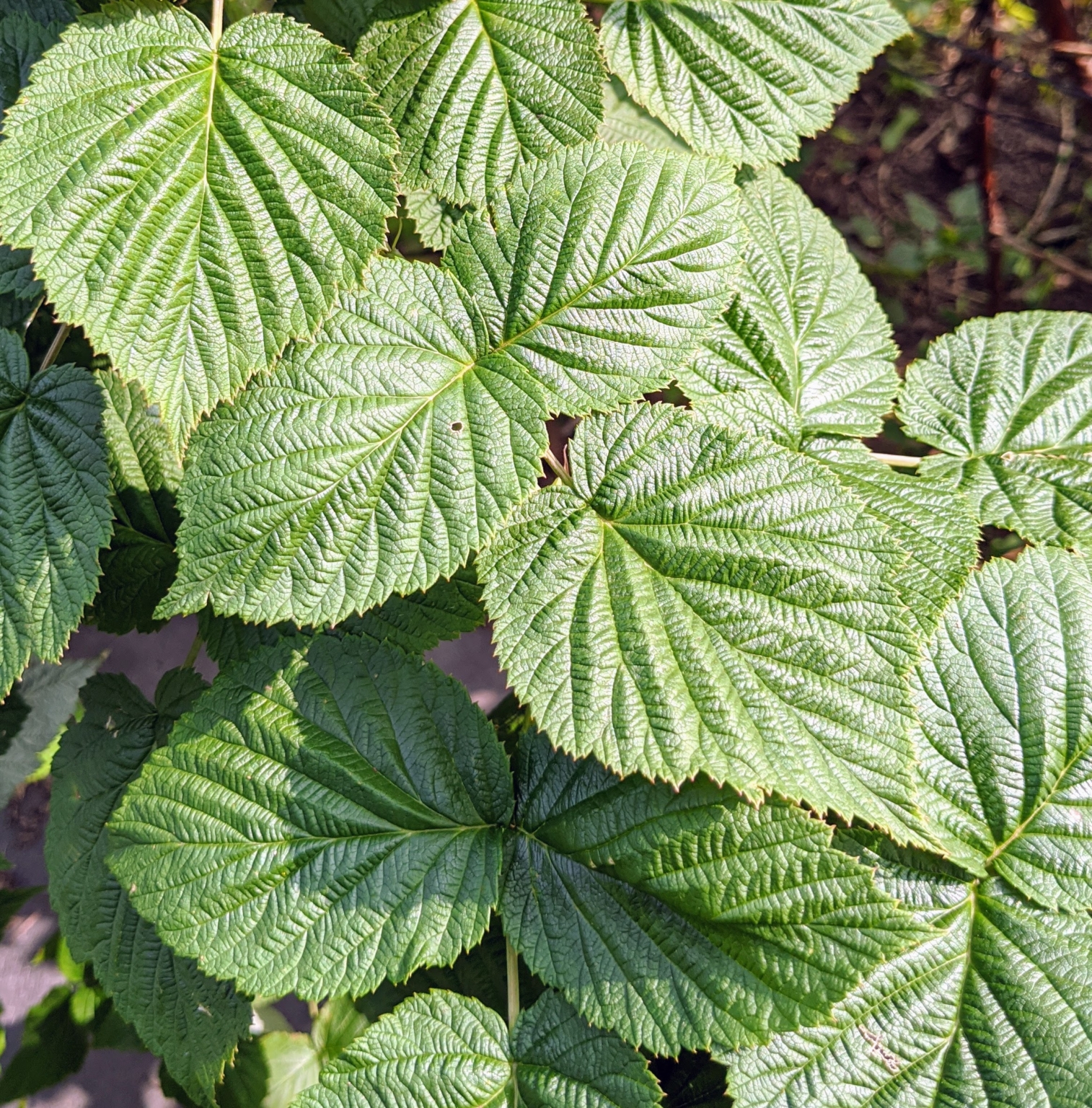 Maintaining the Raspberry Bushes - The Martha Stewart Blog