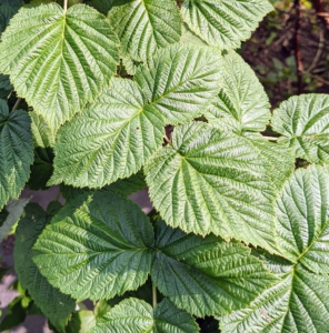 The leaves of raspberry plants are light-green and spade-shaped. They are also toothed along the edges.