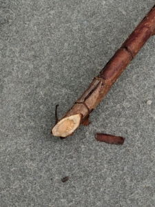 Here is an old, dead cane that already produced berries. It is brown in color.