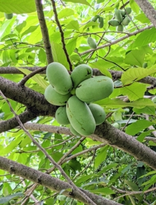 These are the developing pawpaws – greenish-blackish fruit, usually three to six inches long.