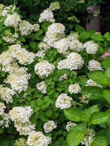 It already has many mature hydrangeas. I love hydrangeas and have been collecting them for quite a long time. Hydrangeas are popular ornamental plants, grown for their large flower heads, which are excellent in cut arrangements and for drying.