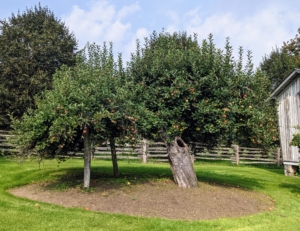 Next to the quince trees is this "ancient" apple tree, which is original to the farm. The upright supports on the left are holding up old, heavy branches.