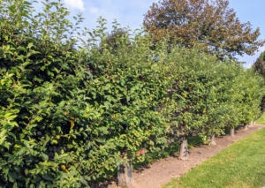 Outside the maze are six Gravenstein apple espalier trees. I planted these in 2010 when they were about five or six years old. Malus ‘Gravenstein’ – is well known for cooking, sauce, cider, and eating out of hand. The fruit is large, with crisp, white flesh and a distinct, juicy flavor.