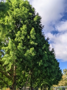 This garden is located to one side of these towering bald cypress trees, Taxodium distichum – a deciduous conifer. Though the bald cypress is native to swampy areas, it is also able to withstand dry, sunny weather and is hardy in USDA climate zones 5 through 10.