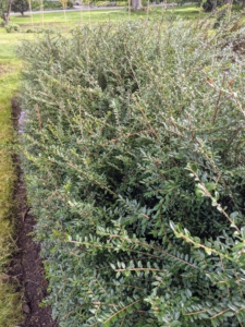 Down below, we planted Cotoneaster in one corner of the garden. Cotoneaster is a vigorous, dense, evergreen shrub with soft arching stems studded with leathery, glossy, rounded, dark green leaves. These plants work well for a low hedge – I only wish I had planted more.