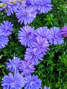 The name Aster is Greek, meaning "star," and refers to the appearance of the flowers.