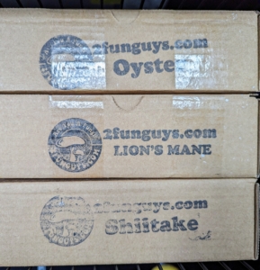 Our mushroom spawn plugs came in kits - one for oyster mushrooms, Pleurotus ostreatus, one of the more commonly sought wild mushrooms; lion's mane mushrooms, Hericium erinaceus, those big, white mushrooms from the tooth fungus family that grow on woody tree trunks; and, shiitake mushrooms, Lentinus edodes, another popular mushroom renowned for its unique and savory flavor.