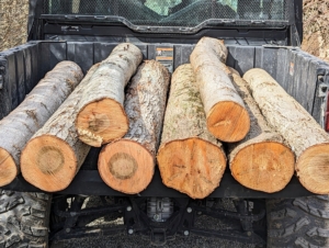 The best time to cut the fresh logs is during the fall or winter, when their leaves have fallen and their sugar concentration is highest. After they are cut, they are left to rest for a few weeks.