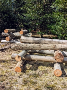 The logs are then brought to an area tucked behind some trees and stacked securely for mushroom growing. It's important that the logs used are clean and free of rot. These are stacked in a loose crib formation.