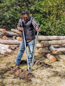 Some of the logs were also "planted" upright, another way to stack logs for mushrooms. Pete is digging the hole for the upright logs. Logs can also be stacked in a loose lean-to or upright A-frame structure.