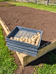 Every year, we order a selection of potatoes to plant. This is the first year we planted them in my new half-acre garden. I chose two of the largest beds, filled them with nutrient-rich compost and then when everything was ready, planted our seed potatoes. This photo is from late April. It generally takes three to four months to grow potatoes.