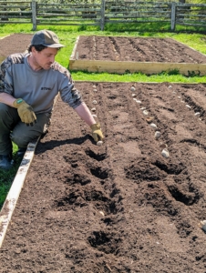 The potatoes are planted in long trenches that run the entire length of each bed and are about five to six inches deep. Potatoes can be planted in cooler soils at least 40-degrees Fahrenheit. Potatoes perform best in soil with pH levels 4.8 to 5.5. Potatoes are easy to grow as long as they have access to full sun and moderate temperatures.