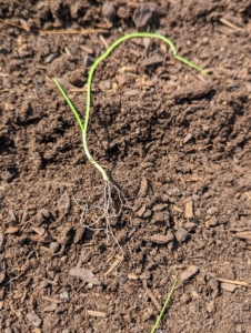 Here is what one of our onion plants looked like in late April just before planting it in the ground.
