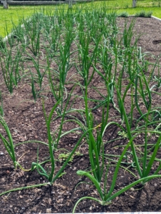 And here they are in May - just one month after planting. The onion, Allium cepa, is the most widely cultivated species of the genus Allium. They are planted in spring when temperatures are still a bit cool. Early planting gives the onions time to develop tops and store energy for the bulbs.