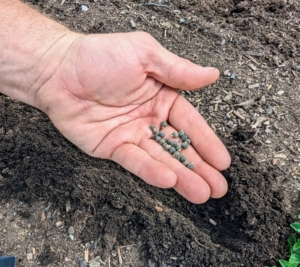 My head gardener, Ryan McCallister, planted the okra seeds in early June. These seeds should be planted about a half-inch to one-inch deep in nutrient-rich soil.