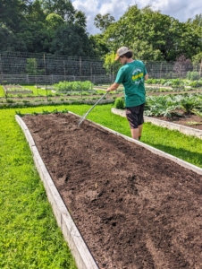 Here, okra can actually be seeded directly into the garden in an area of full sun as late as July and still produce a good late-summer crop. Ryan rakes over the trenches, covering all the seeds.