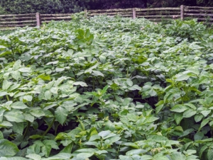 By the end of June, the bed is full of growth and green foliage. The potato grows up to 40 inches tall. As the potato plant grows, its compound leaves manufacture starch that is transferred to the ends of its underground stems or stolons. The stems thicken to form a few or as many as 20 tubers close to the soil surface - those are the potatoes.
