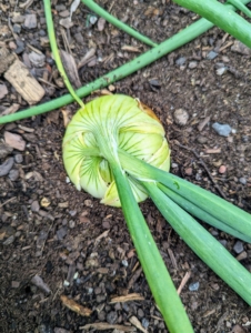 Looking down, this is one of the growing onions.