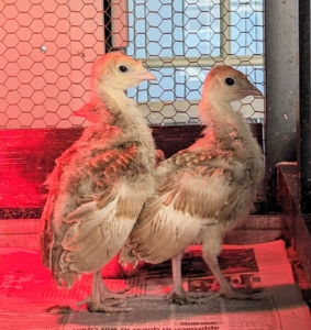 These are two of 13 turkeys I am raising here at the farm. These cute babies hatched earlier this summer. Raising baby turkeys is a lot like raising chickens. Both birds need good quality feed, fresh water, safe living spaces, clean bedding, adequate roosting areas, and nesting boxes.