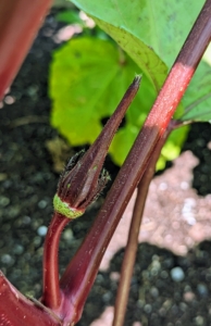 Here is one of the red okra pods. Okra is also very healthy - it’s high in fiber, vitamin-C and full of antioxidants.