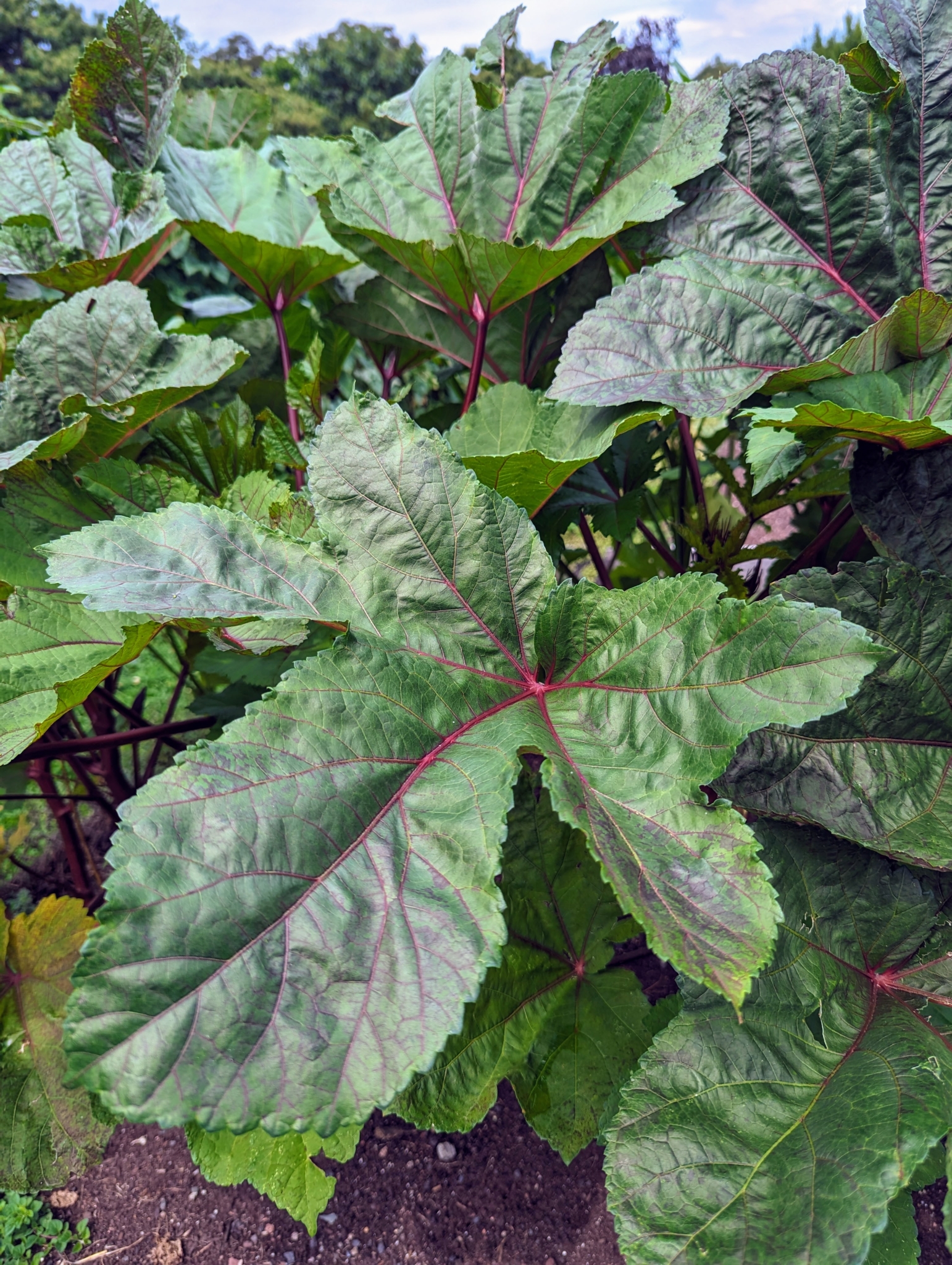 All About Okra - The Martha Stewart Blog
