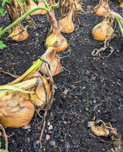 This week, the tops of the onion plants have fallen over naturally - an indication they are fully mature and ready to harvest.