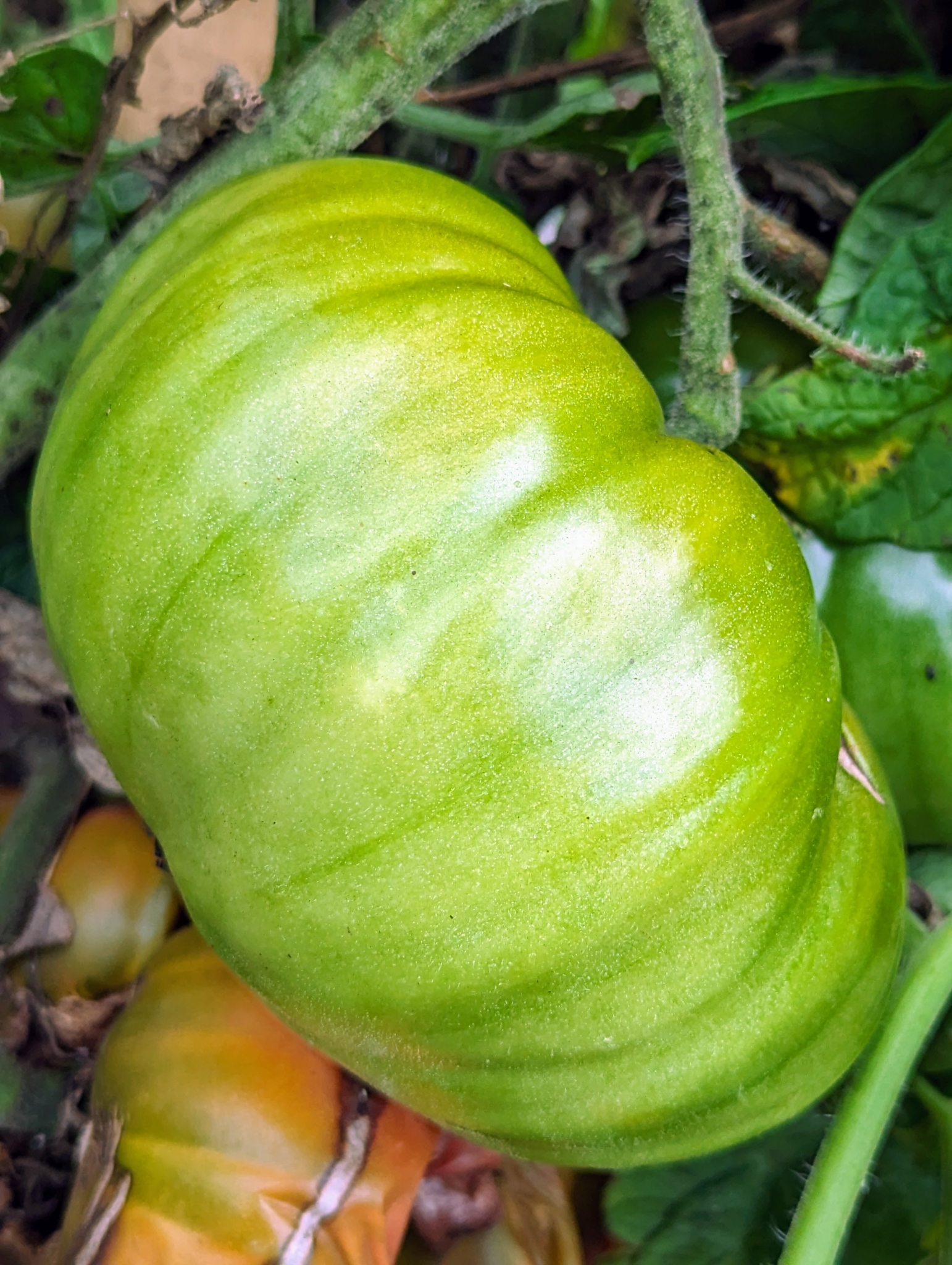 It's Tomato Picking Time! - The Martha Stewart Blog