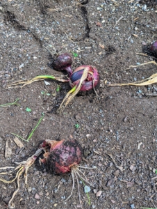 The red onions were also picked.