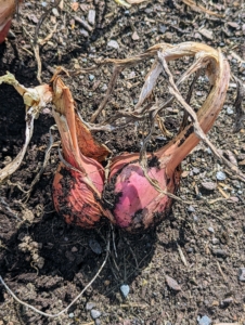 Shallots are smaller than onions, their skin is papery and coppery-pink, the flesh is pale purple and white, and the bulbs grow in clusters, similar to cloves of garlic.