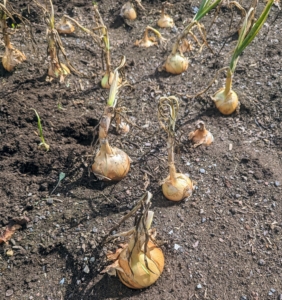 All these onions are in great condition. Ryan also keeps track of the varieties that grew well, so we know what kinds to grow again next season.