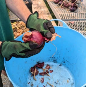 Some of the red onions had already been curing for a couple of weeks. Ryan removes the top layer of skin from the onion and clips the tops and roots.