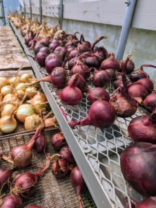 When cured and stored properly, a good storage onion will retain its eating quality for 10 to 12 months. I can't wait to try them. How did your onions do this year?