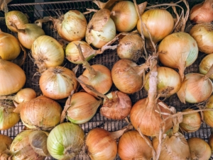 Such a bounty of gorgeous fresh onions - it's one of our favorite crops to pick.