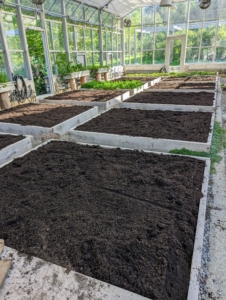 The beds are all turned and raked. In this greenhouse, I like to grow lettuce greens, root vegetables, bunching onions, and brassicas, plus other vegetables I use for my daily green juice and for cooking. These beds do not have bottoms; they are open to the ground, which allows plant roots to go further down for available nutrients. It is a great way to plant. Underneath the boxes, there is about two-feet more soil.