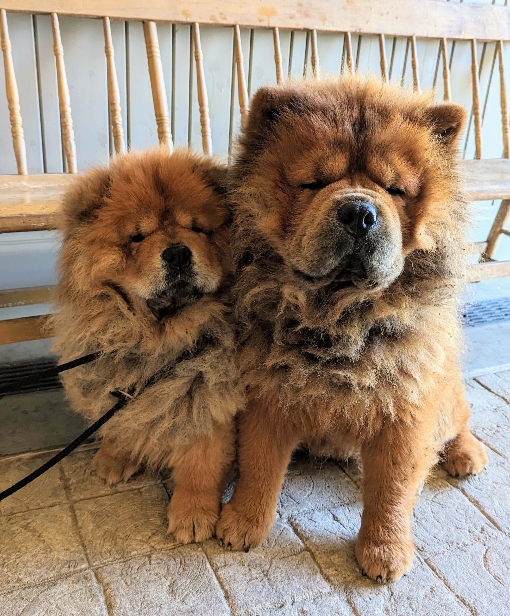 The Ultimate Guide To Dog Show Chow Chows Everything You Need To Know The Ultimate Guide To Dog Show Chow Chows Everything You Need To Know