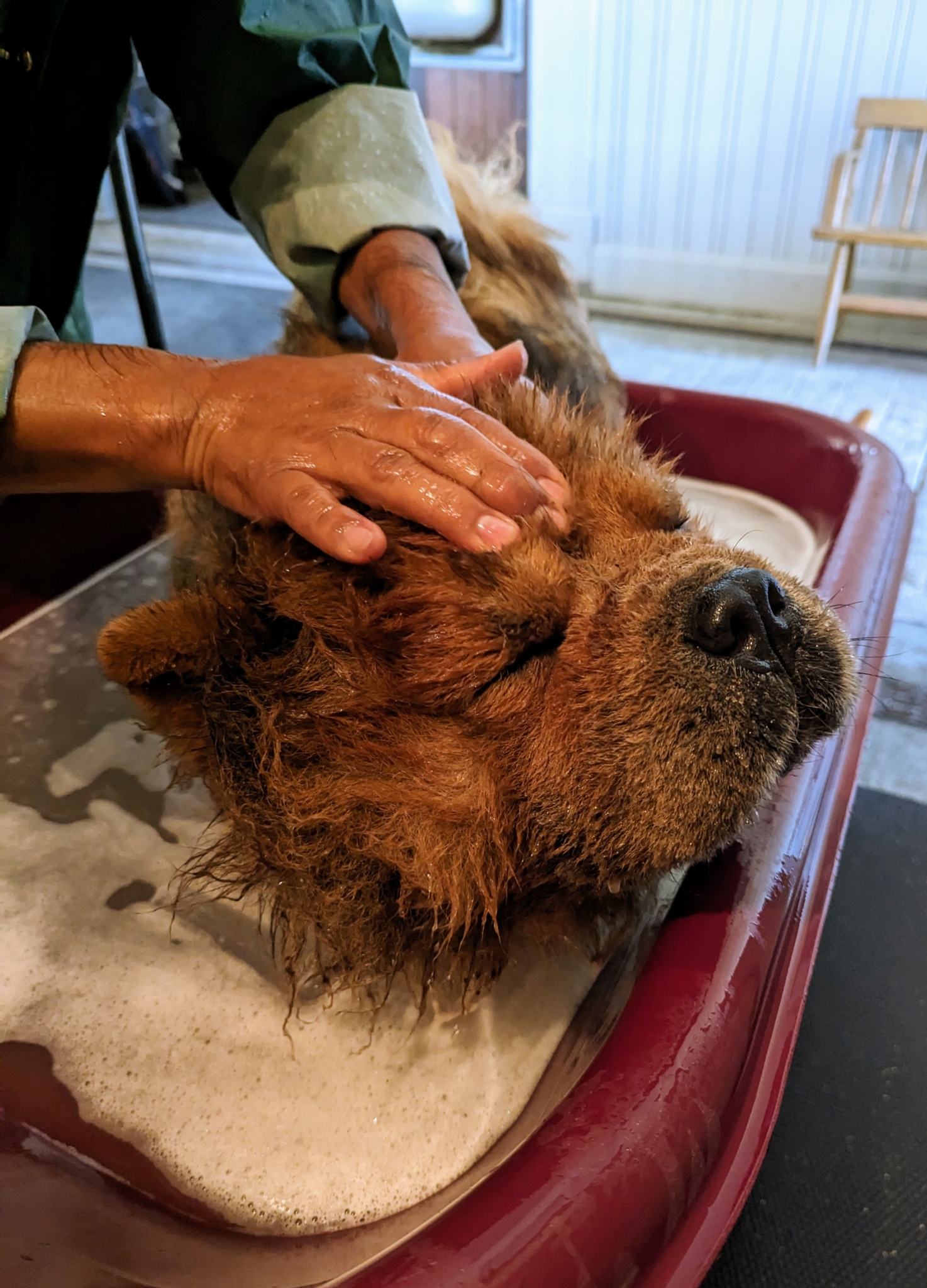 Time to Bathe the Chow Chows! The Martha Stewart Blog