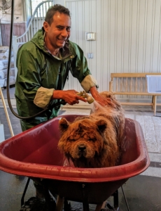 After Han is soaped and cleaned, he is given a good rinse. My shampoo formulas are all great for pets with sensitive skin, but with any shampoo, it is very important to remove all the soap from the coat - keep rinsing until there are no visible bubbles on the coat – and then rinse a little more.