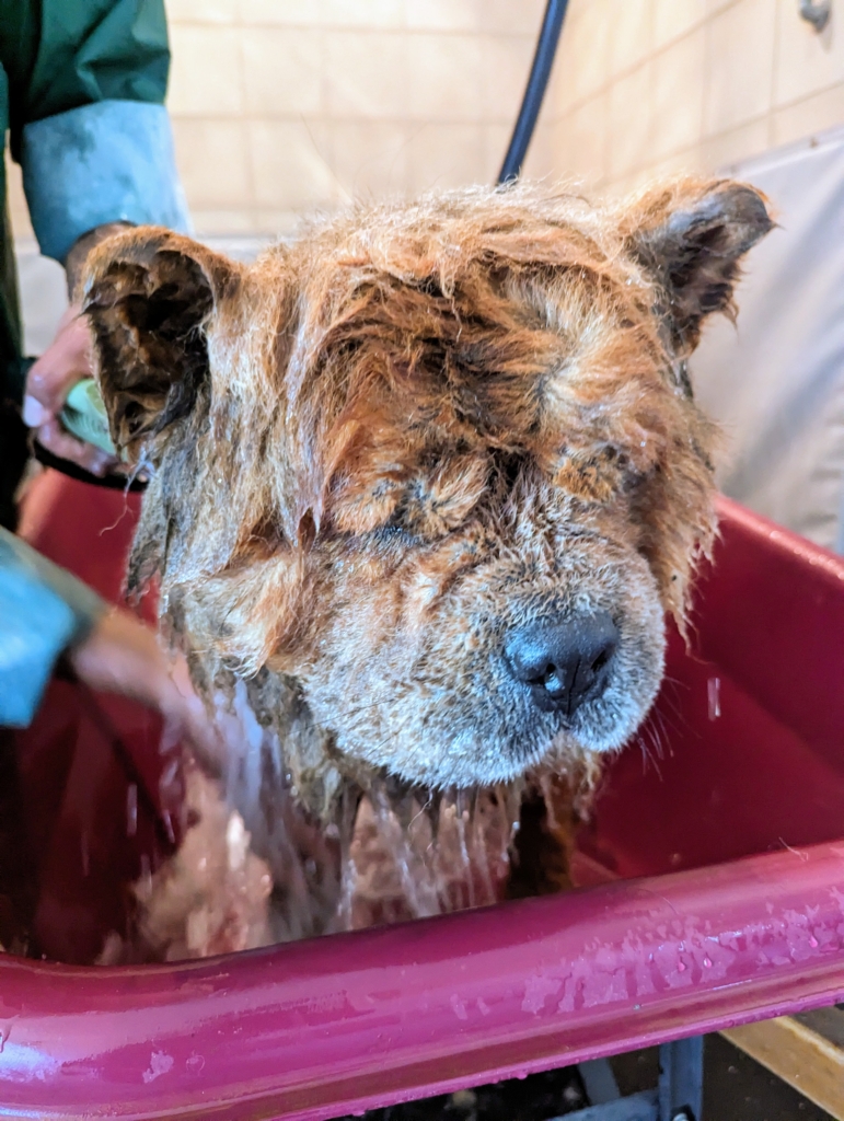 Time to Bathe the Chow Chows! The Martha Stewart Blog