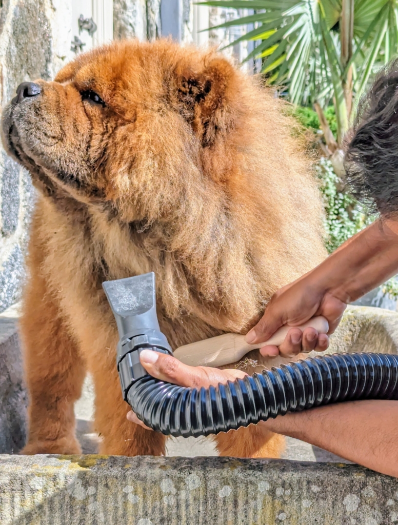 Time to Bathe the Chow Chows! The Martha Stewart Blog