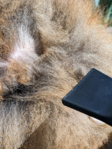 Here, one can see how the dryer blows the fur right down to skin, blowing all the water out. And do you know the difference between fur and hair? Actually, fur is just a collective term used to describe the hairs of an animal other than human.